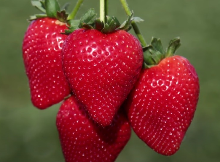 Свит Сенсация (Sweet Sensation)